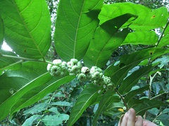 Glochidion philippicum