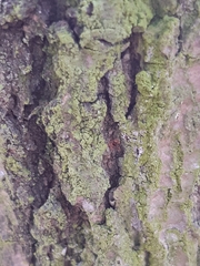 Fungi