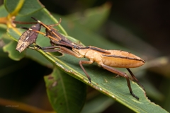 Amorbini