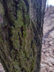 Fungi
