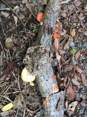 Glochidion philippicum