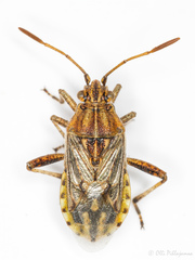 Stictopleurus pictus