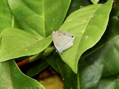 Catochrysops