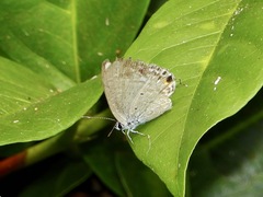 Catochrysops
