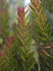 Melaleuca decora