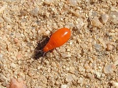Probergrothius