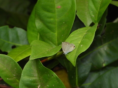 Catochrysops