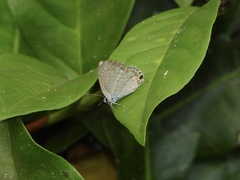 Catochrysops