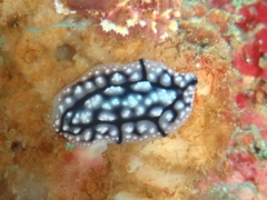 Phyllidiopsis krempfi