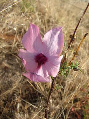 Sesamum triphyllum