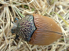 Sternocera feldspathica