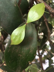 Helicanthes elastica