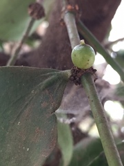 Helicanthes elastica