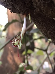 Helicanthes elastica