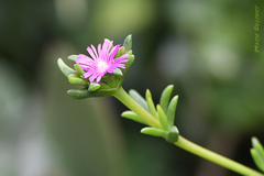Delosperma versicolor