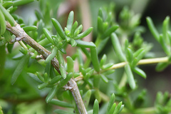 Delosperma versicolor