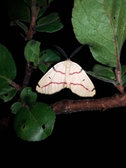 Phoenicocampa terinata