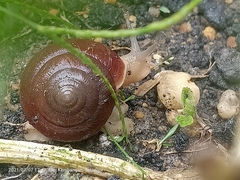Quantula