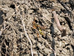 Nomada lathburiana