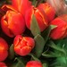Tulipa gesneriana - Photo (c) rgiram, μερικά δικαιώματα διατηρούνται (CC BY-NC)