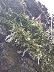 Hypnum cupressiforme