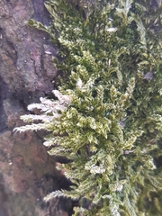 Hypnum cupressiforme