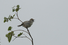 Cisticola chiniana