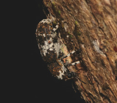Dendropemon albopictus