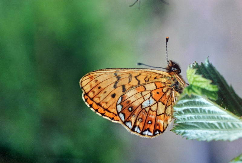 Boloria iphigenia