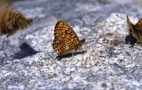 Boloria oscarus
