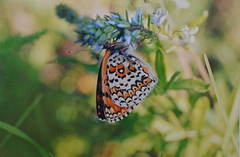 Melitaea arduinna