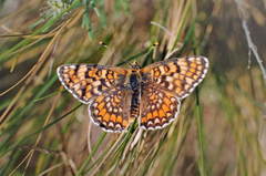 Melitaea ornata