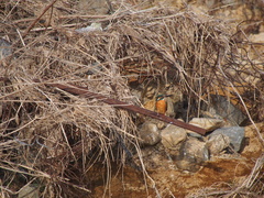 Alcedo atthis