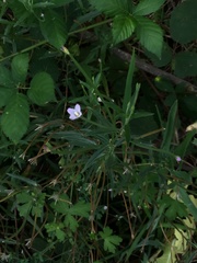 Epilobium billardiereanum