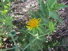 Berkheya cruciata