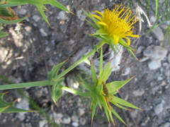 Berkheya cruciata