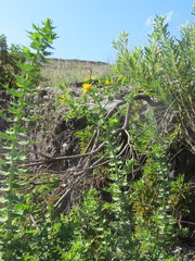 Berkheya cruciata