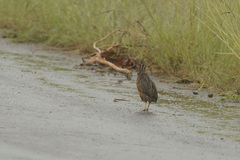 Coturnix delegorguei