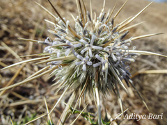 Echinops echinatus