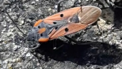 Lygaeus creticus