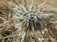 Echinops echinatus