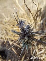 Echinops echinatus