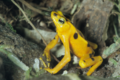 Atelopus zeteki