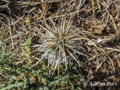 Echinops echinatus