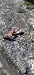 Lygaeus creticus