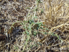 Echinops echinatus