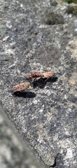 Lygaeus creticus