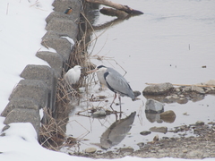Alcedo atthis