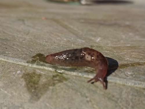 Chestnut Slug