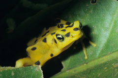 Atelopus zeteki